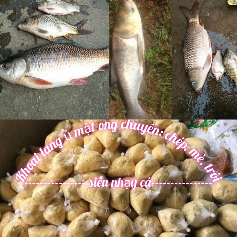 khoai lang mật ủ chua 500gam, câu chép, trắm, trôi cực kỳ hiệu quả.