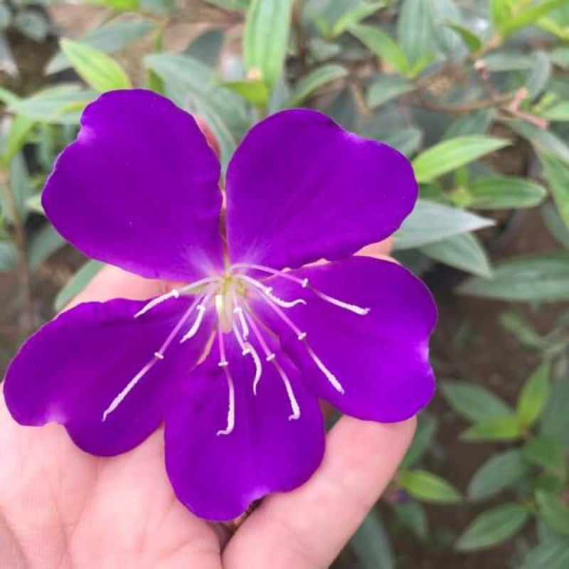 Cây giống sim thái ,mua thái hoa quanh năm