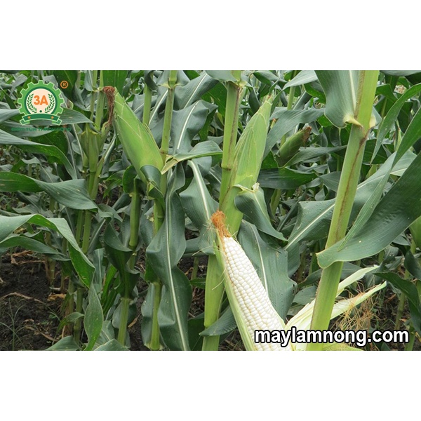 Giống bắp nếp nù mềm dẻo