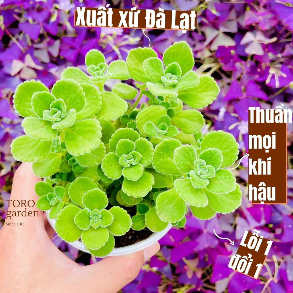 Sen thơm nhất mạt hương Đà Lạt size trung bình cây cảnh trang trí nhà cửa Toro garden