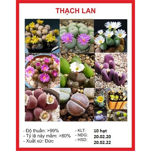 Hạt giống hoa đá thạch lan nhiều màu-Kèm 3 viên nén ươm hạt