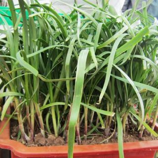 Gói 5 gr hạt giống rau hẹ