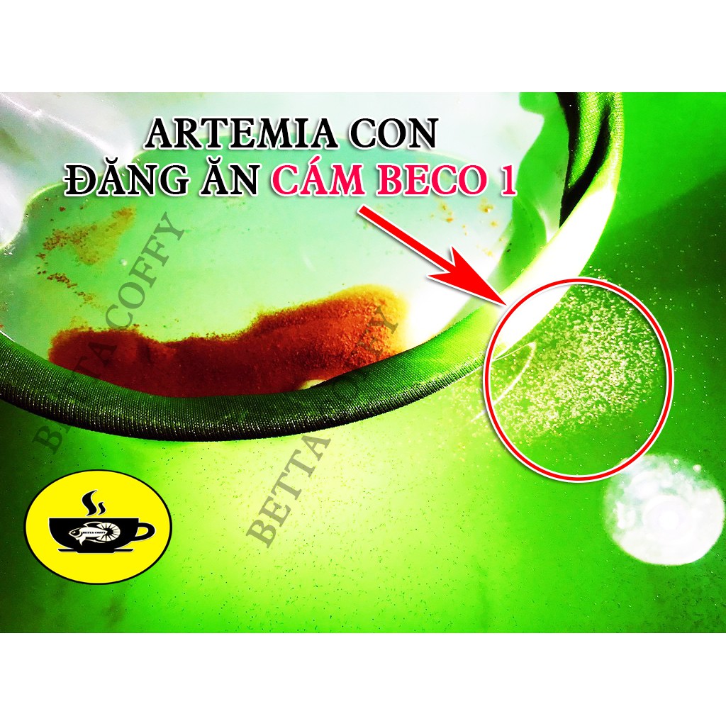 Artemia BECO Mỹ Loại 1 - Thức ăn cho cá con mới nở