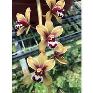 hoa lan kiếm mai hoa tiên vũ