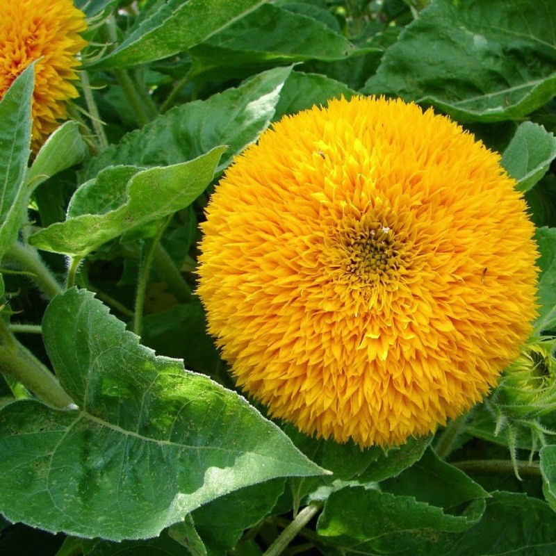 M-4 480ml Dầu trừ mối ăn đồ gỗ gia dụng M4