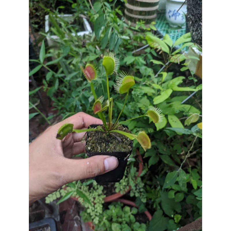 cây cảnh bẫy kẹp spider