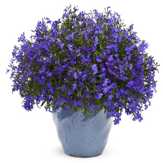 hạt giống hoa cúc lobelia 100 hạt