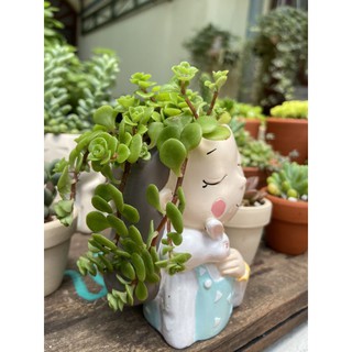 Chậu cây kute chậu đã gồm cây 100k