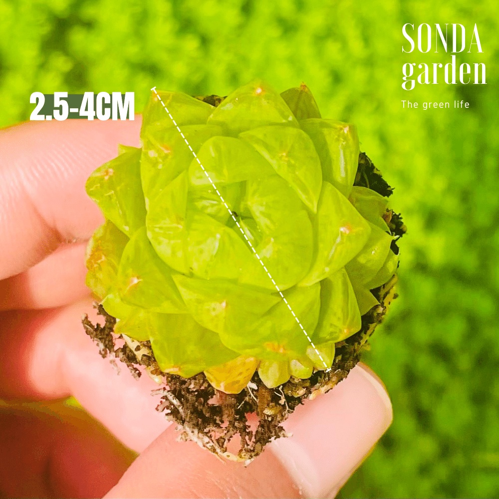 Sen đá ngọc lá bé SONDA GARDEN size mini 1.5-3cm, cây cảnh trang trí nhà cửa, lỗi 1 đổi 1