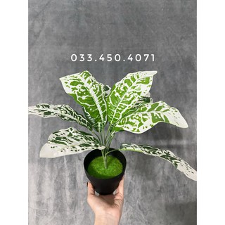 Cây giả- Cây lá môn đốm trắng 30cm