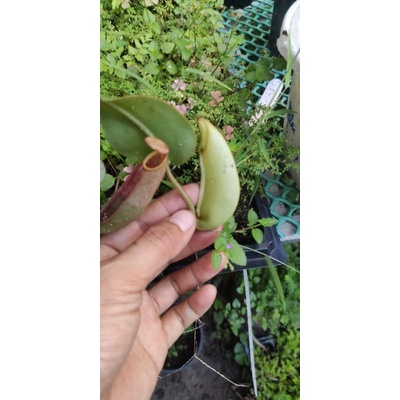 Cây cảnh veitchii pink