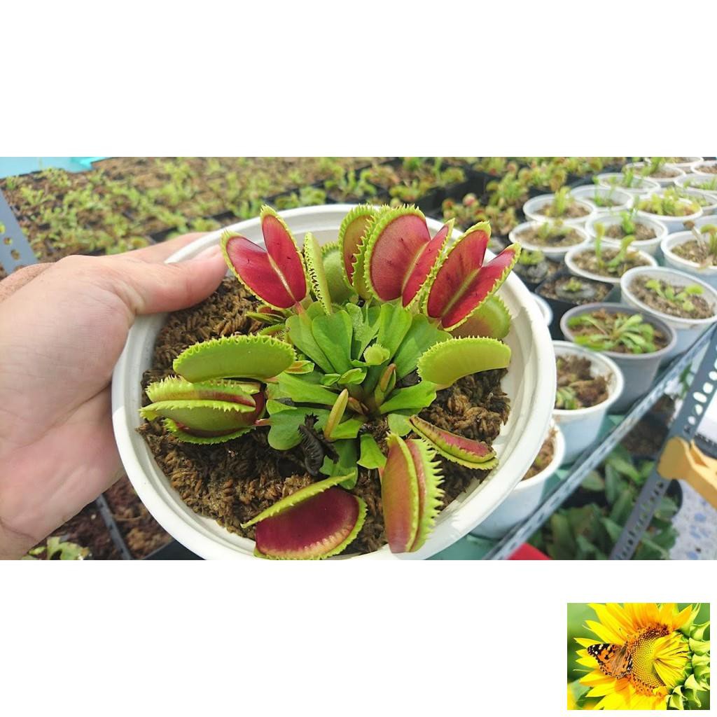 Hạt giống cây bắt côn trùng