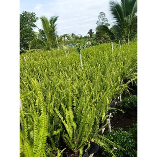Cây Dương Sĩ