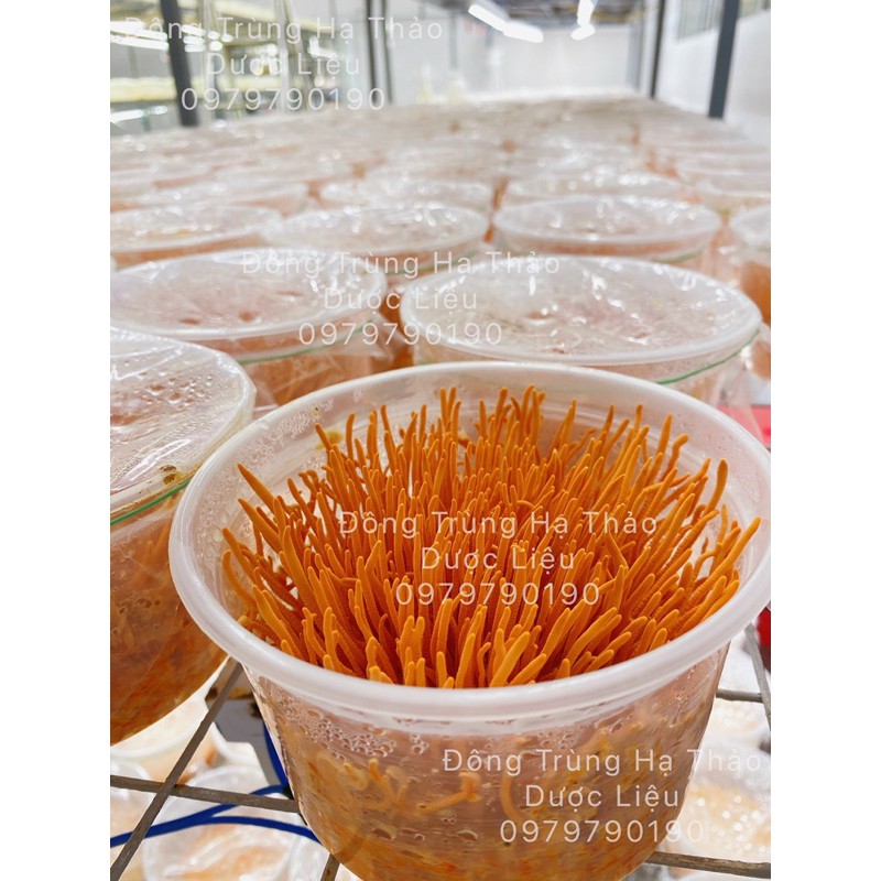 [Mã CORDY250K giảm 8%]200g hộp Đông Trùng Hạ Thảo Sinh Khối Tươi | BigBuy360 - bigbuy360.vn