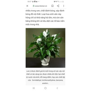 Cây lan ý bầu đất