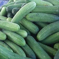 Hạt giống Dưa Leo F1 Siêu Trái CHIA TAI_ ANGELINA 013 _ KL.10G