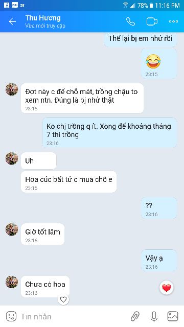 Hạt giống hoa cúc bất tử mix