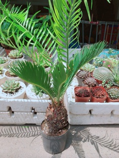 Cây Vạn tuế
