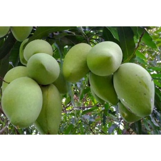 (VHST giao TP.HCM trong ngày) CÂY XOÀI CÁT HÒA LỘC.