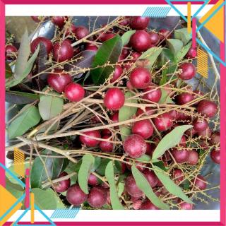 GIỐNG CÂY NHÃN TÍM