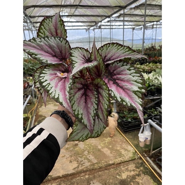 Chậu cứng Begonia rex Salsa