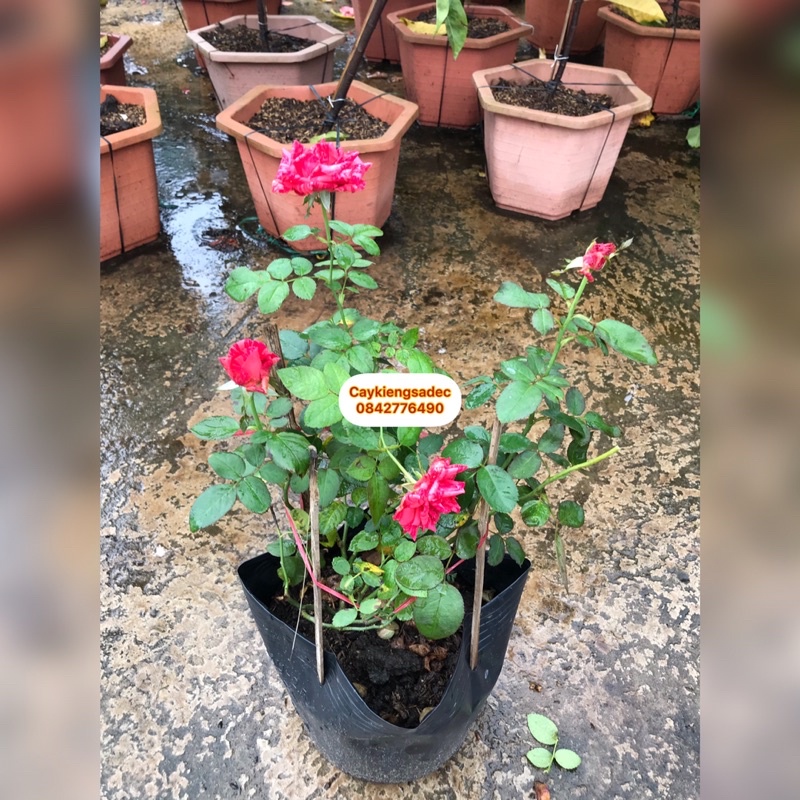 caykiengsadec - Cây hoa hồng ngoại + Tặng phân bón trang trí nội thất cảnh quan sân vườn ngoài trời