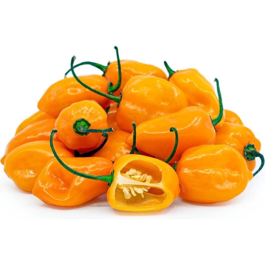 Hạt giống Ớt Siêu Cay Habanero Mỹ [Video cây trồng thật tại shop]