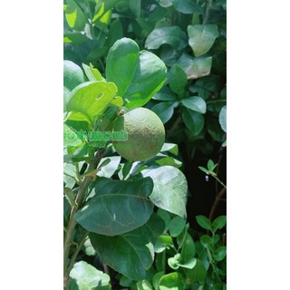Cây Bưởi Cao 1m (chỉ giao hcm)