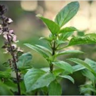 10gram HẠT GIỐNG RAU QUẾ
