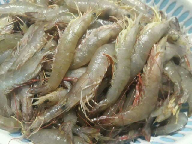 Ruốc tôm rảo biển Quảng Ninh