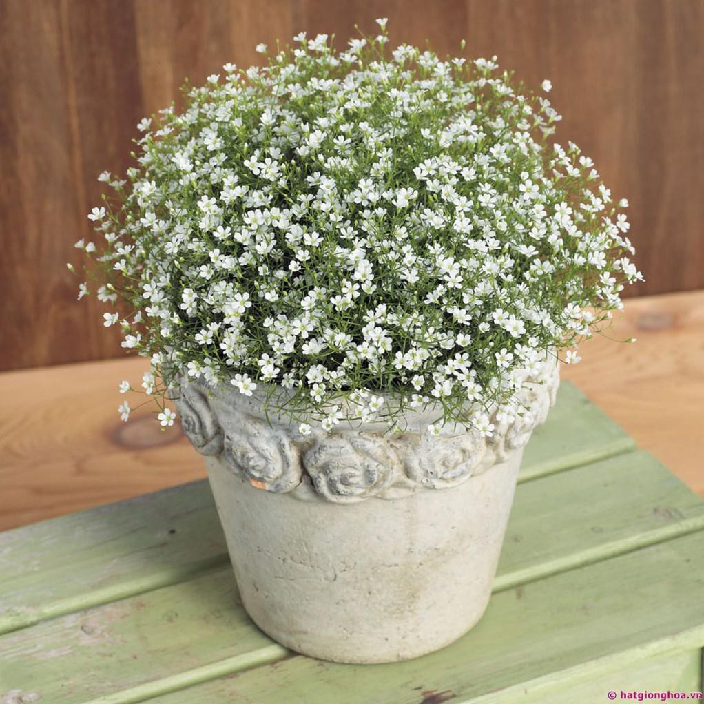 50h Hạt Giống Hoa Baby Breath Lâu Năm Bông Nhỏ