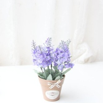 Chậu hoa lavender nhỏ xinh