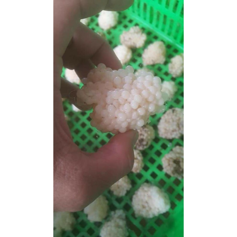 30 Trứng Ốc Bưu Đen ( Ốc Nhồi )