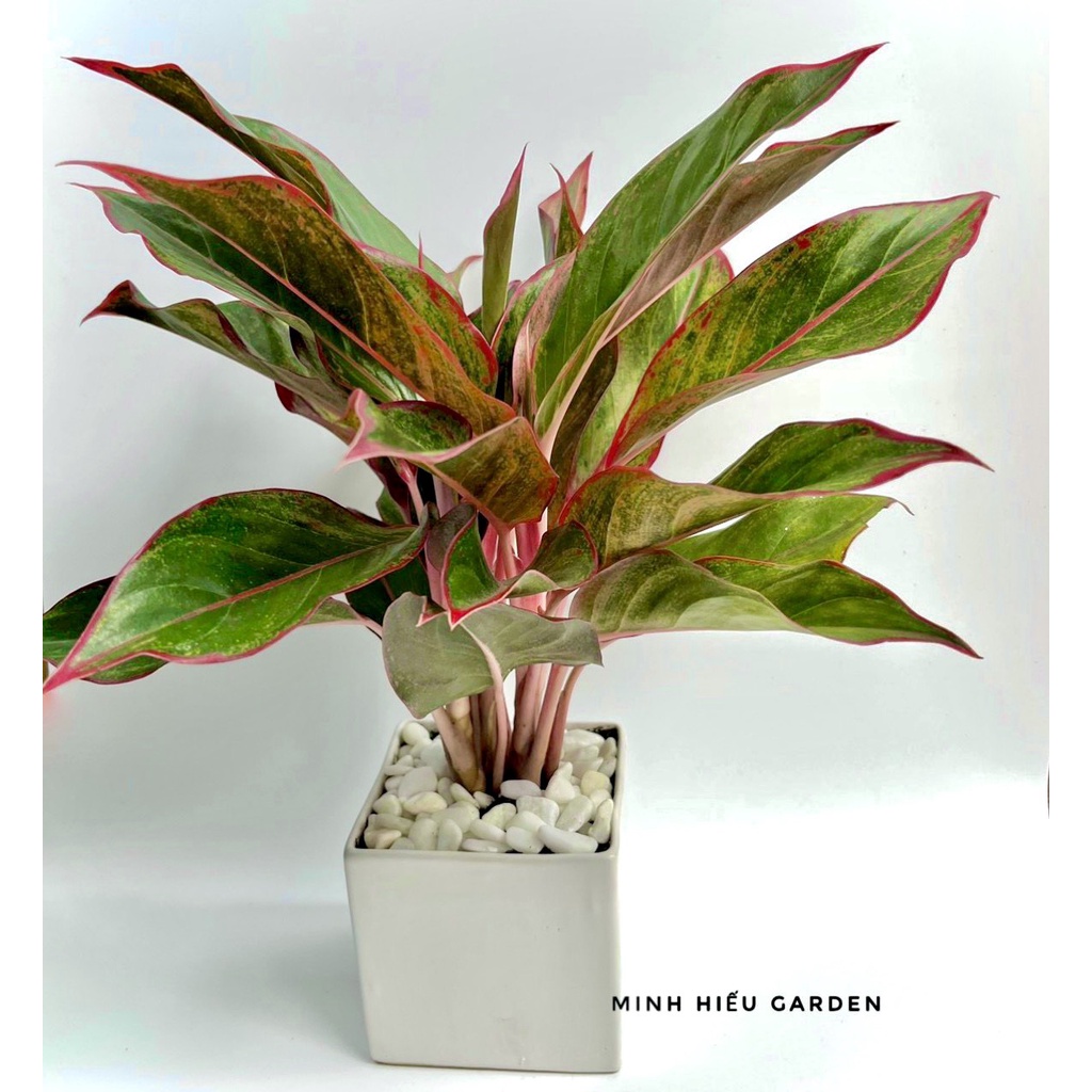 Cây phú quý, cây phong thủy để bàn dễ chăm sóc