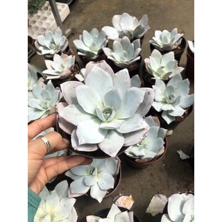 Sen đá Hạc Trắng 16cm