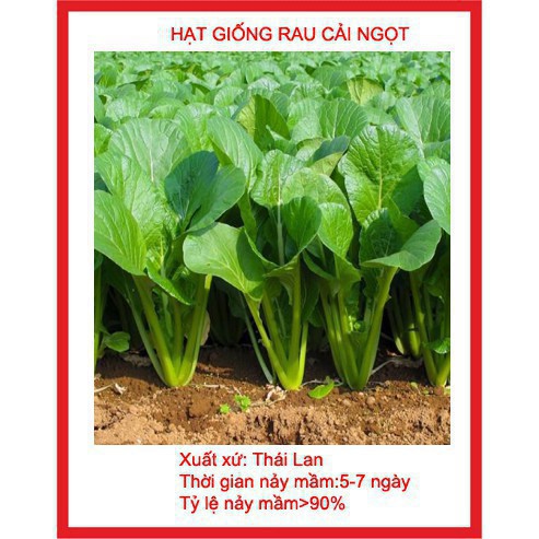 Hạt giống rau cải ngọt 10 gram hạt