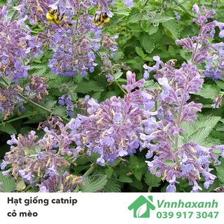 Hạt Giống Cỏ Mèo/ Bạc Hà Mèo