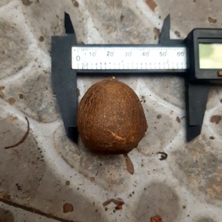 Cây Bình Vôi Thái, Củ Đồng Tiền. Stephania Erecta