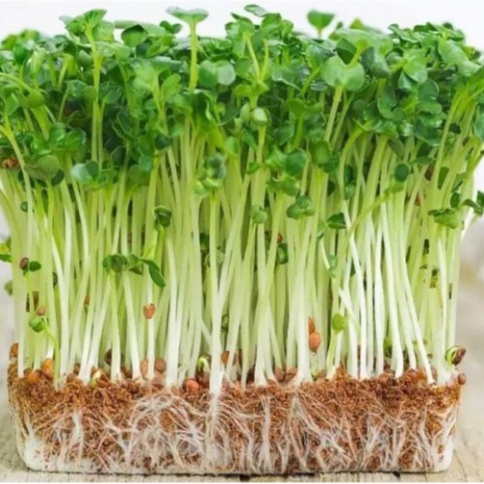 Hạt giống rau mầm cải ngọt