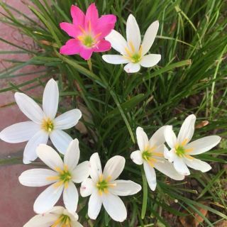 Huệ mưa ta màu trắng siêu rẻ