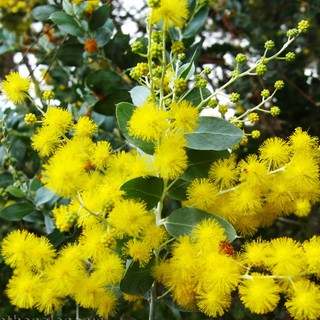 Mua Cây giống Mimosa LAFA GARDEN cây ra hoa màu vàng cao 45cm