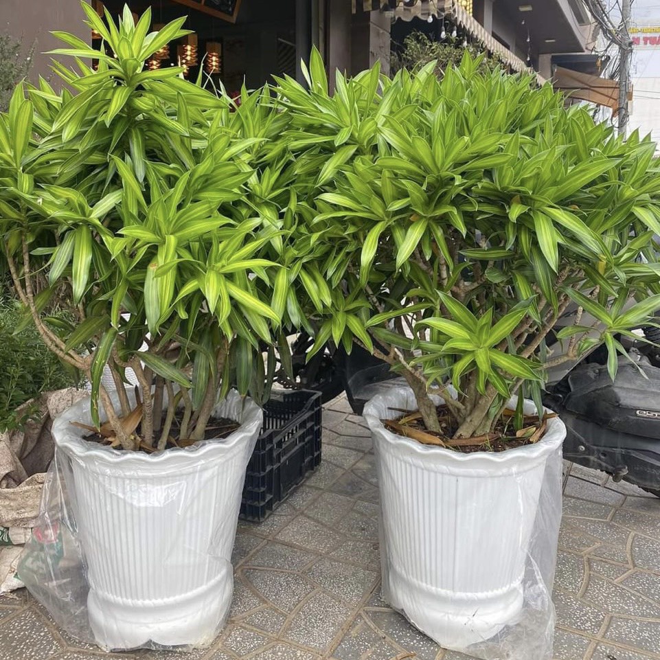 COMBO 3 Chậu nhựa trồng cây ba chân in hình hoa sen nổi giả sứ cao cấp SIZE NHỎ VS NHỎ