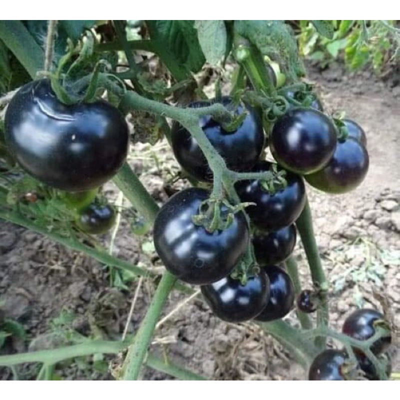 5 HẠT GIỐNG CÀ CHUA ĐEN