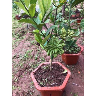 cây giống phật thủ
