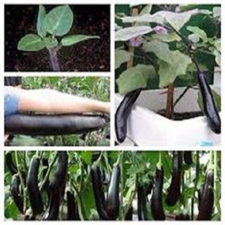 HẠT GIỐNG CÀ NÂU CƠM XANH - CÀ TÍM