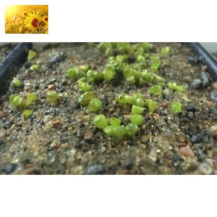 Hạt Giống Sen Đá Mix Nhiều Loại  - MUA 3 TẶNG 1 CÙNG LOẠI