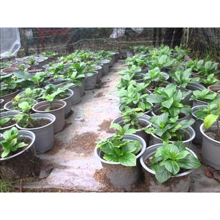 Hạt giống hoa cẩm tú cầu