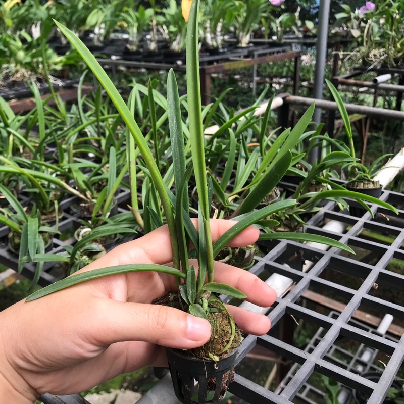 Lan Brass Nhiều Màu - Cây Con Cao Tầm 10cm