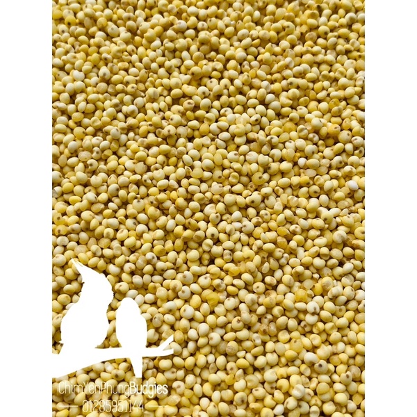 2kg hạt kê nếp vàng (đã bóc sạch vỏ) giàu dinh dưỡng.