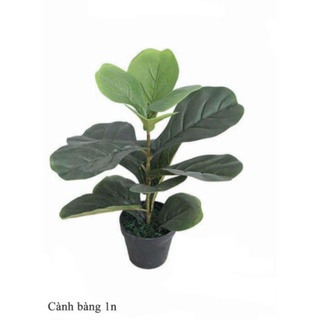 Cây bàng singapo giả cảnh 50cm